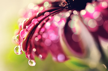 Background, Drops, Flower, Macro, Petals HD wallpaper