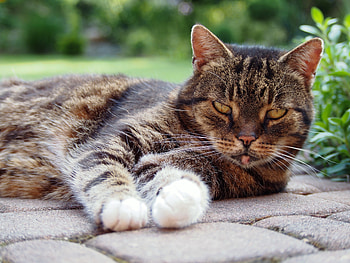 Animals, Cat, Lies, Muzzle, Striped HD wallpaper