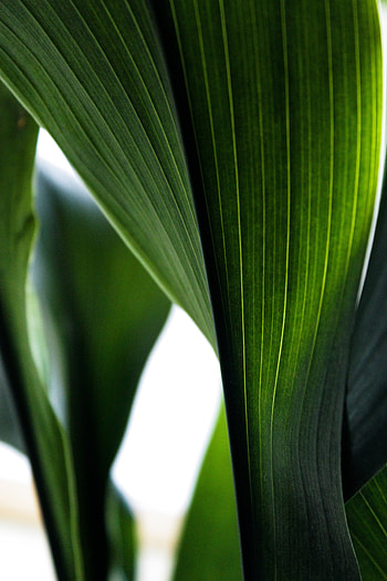 Leaf, veins, close up HD phone wallpaper