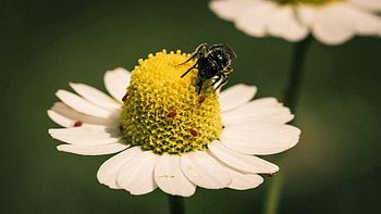 Camomile, Flower, Macro, Bee, Chamomile, Pollination HD wallpaper