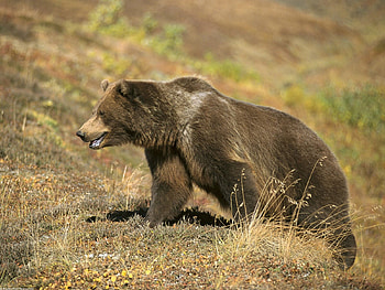 large brown bear, s, out for a walk, its all up hill HD wallpaper