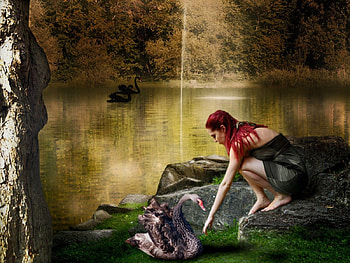 The black Swans, redhair, black, swam, woman HD wallpaper