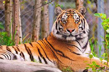 Animals, Muzzle, Predator, Big Cat, Tiger HD wallpaper