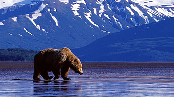 A Big Bear, bears, animals, other, nature, people HD wallpaper