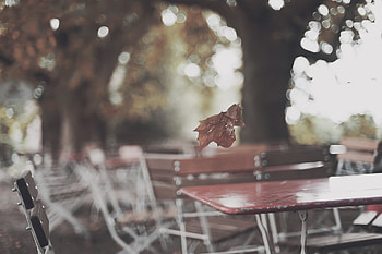 Autumn, Miscellanea, Miscellaneous, Park, Sheet, Leaf, Table HD wallpaper