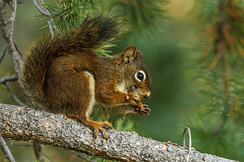 Animals, Squirrel, Branch, Fir, Spruce, Animal HD wallpaper