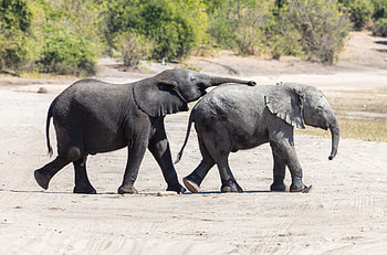 Elephants, animal, nature, wild HD wallpaper