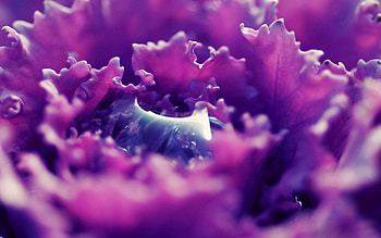 Leaves, Macro, Petals, Shadow HD wallpaper