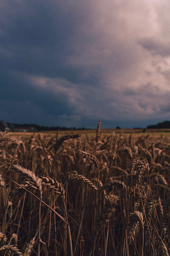 Harvest, golden wheat, farm HD phone wallpaper