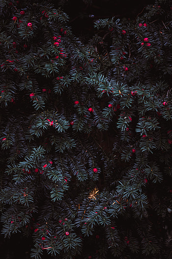 Nature, Berries, Plant, Needles HD phone wallpaper