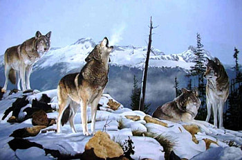 Painted Wolves, Wolves, painted, painting, animals, Wolf, nature HD wallpaper