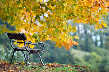 Autumn park, Refreshing, Bench, Autumn, Tree, Nature HD wallpaper
