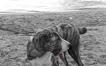 Animals, Beach, Sand, Dog, Leash, Bw, Chb HD wallpaper