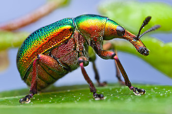 Macro, Sheet, Leaf, Bug, Beetle, Weevil, Color Spectrum, Colours HD wallpaper