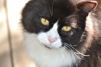R.I.P our precious Chubs, PRECIOUS, SADNESS, RAINBOW BRIDGE, RIP, BROKEN HEART HD wallpaper