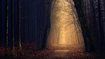 Park Autumn Sunlight Trees HD wallpaper