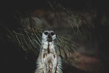 Animals, Animal, Cool, Worth, Meerkat, Surikat HD wallpaper