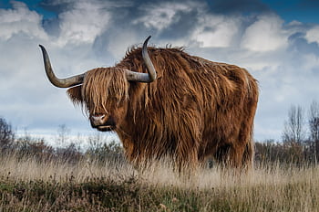 A striking Highland cow with long horns grazing in a rural field under a dynamic sky. HD wallpaper