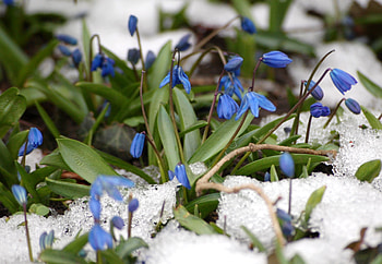 Plants, Flowers, Snowdrops HD wallpaper
