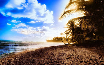 Nature, Sunset, Sea, Shore, Bank, Wood, Tree, Palm HD wallpaper