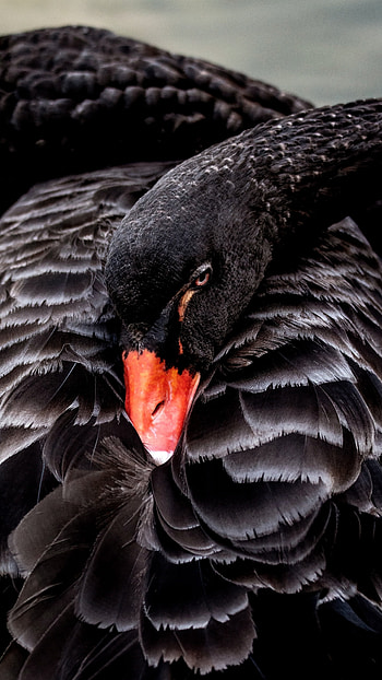 Black swan, Swans HD phone wallpaper