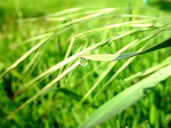 Grass, Sun, Macro, Shine, Light, Drop, Dew HD wallpaper