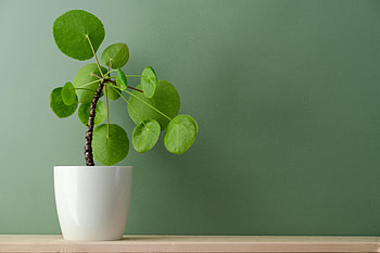 Leaves, Plant, Miscellanea, Miscellaneous, Room, Home Plant, Homemade Plant HD wallpaper