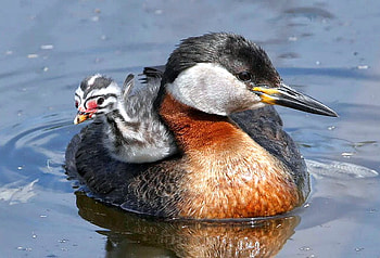 Chick on Back, cool, bird HD wallpaper
