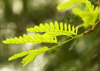 Fern Leaf, greenery, leaves, fern HD wallpaper