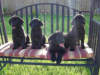 The Whole Gang is Here, dog, shadow, black, sunlight, puppies, swing, grass, animals, nature HD wallpaper