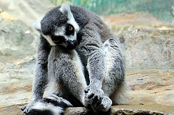 Animals, Sit, Striped, Beast, Lemur HD wallpaper