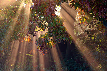 Morning mist, mist, autumn, morning, sunrays HD wallpaper