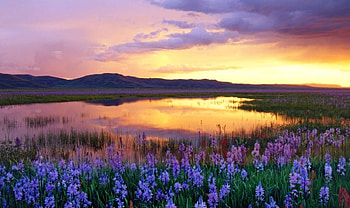 purple, fields, sky, nature HD wallpaper