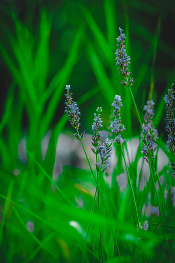 Grass, Flower, Macro, Lavender HD phone wallpaper