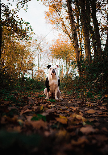 Animals, Dog, Pet, Animal, Bulldog HD phone wallpaper