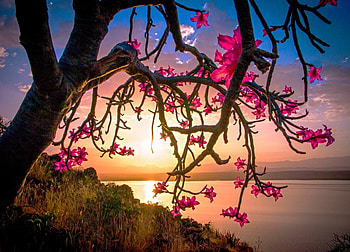 Desert Rose At Sunset, lakes, trees, beautiful, flowers, spring, sunset HD wallpaper