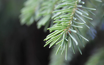 Nature, Needle, Web, Branch, Fir, Spruce HD wallpaper