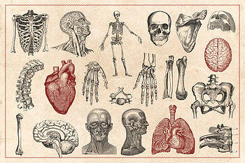 Vintage Anatomy Vectors. Anatomy art, Vintage illustration, Medical illustration HD wallpaper