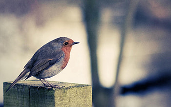 Animals, Bird, Beak, Surface, Color HD wallpaper