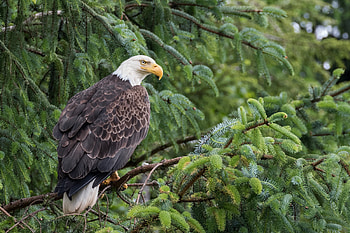 Bald Eagle, Population soars, Identified disease, Birdwatching news HD wallpaper