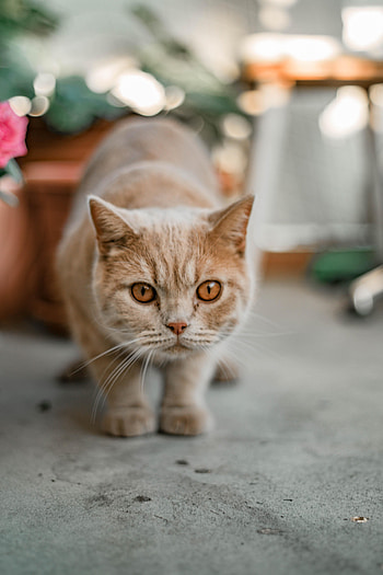 Animals, Cat, Pet, Sight, Opinion HD phone wallpaper