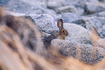 Animals, Stones, Animal, Profile, Rabbit, Hare HD wallpaper