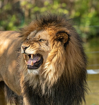 Close-up of a male lion roaring, showcasing its majestic mane and fierce expression in the wild. HD phone wallpaper