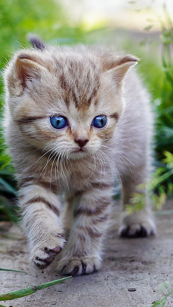 Cute Baby Cat, Cat Walk HD phone wallpaper