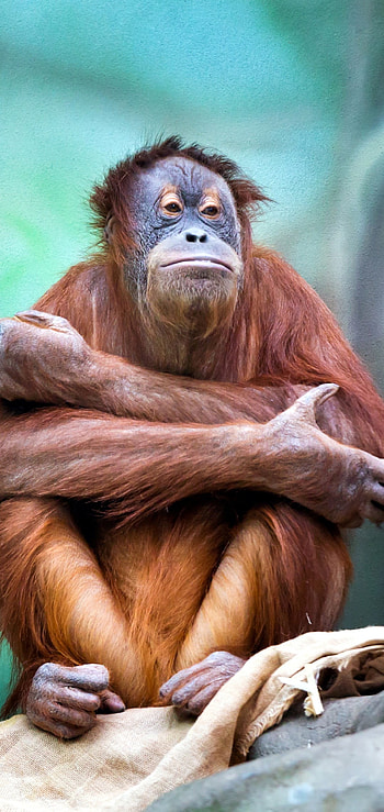 Orangutan, Curious observer, Samsung , Xiaomi HD phone wallpaper