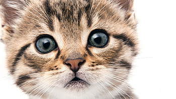 Animals, Kitty, Kitten, Muzzle, Sight, Opinion HD wallpaper