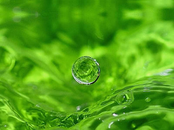 Suspended Drop, drop, suspended, water, green HD wallpaper