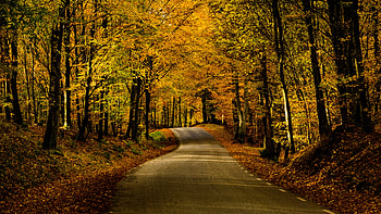 Alley, Nature, Trees, Autumn, Road, Dahl, Distance HD wallpaper