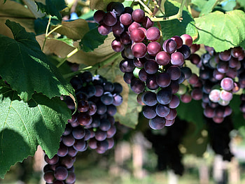 Helthy foods_include grapes in your diet, healthy, natural, antioxidants, grapes, red, fruit, nature, good HD wallpaper