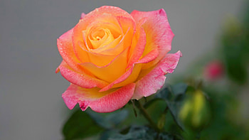 Beautiful Rose, leaves, buds, petals, blossom HD wallpaper